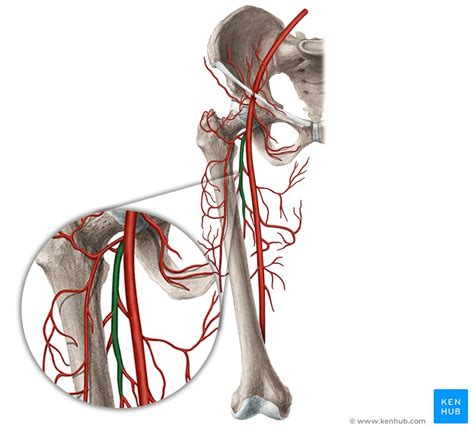 Femoral Artery Location