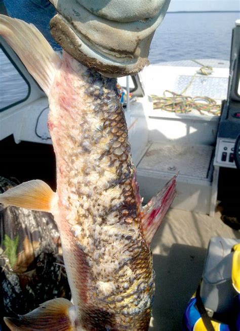 Lake near oilsands yields more deformed fish – Winnipeg Free Press