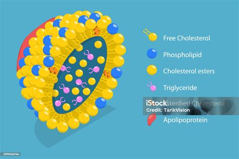 3d Isometric Flat Vector Conceptual Illustration Of Chylomicron ...