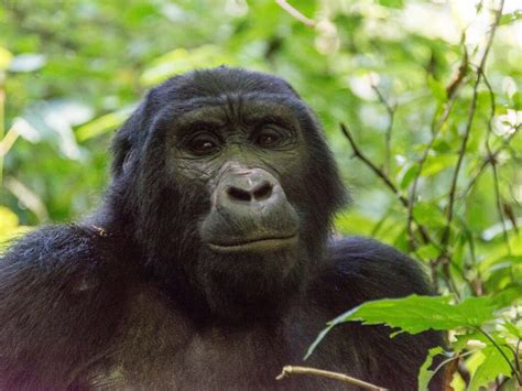 Flying Safaris To Buhoma Gorilla Sector Trek Africa Expeditions