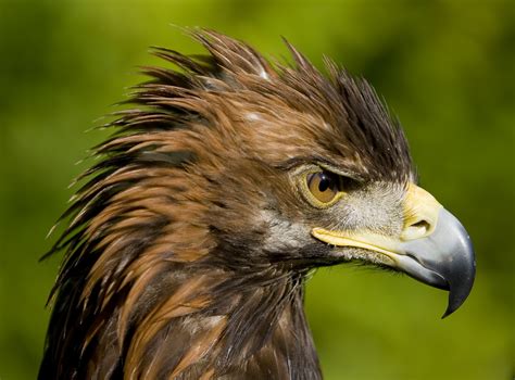 The Golden Eagles Of Ireland Birdnote