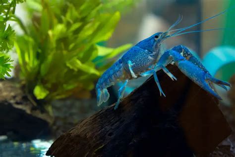 Blue Crayfish: The Ultimate Care, Diet, and Breeding Guide