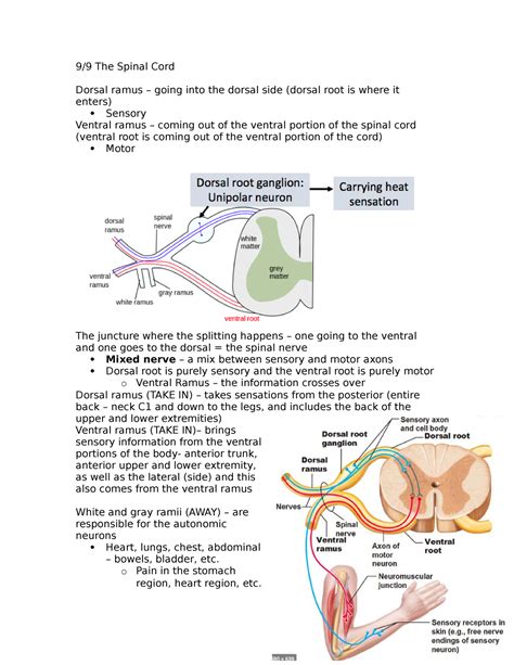 Spinal Cord Lecture Notes The Spinal Cord Dorsal Ramus Going