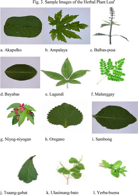 Figure 3 From Identification Of Philippine Herbal Medicine Plant