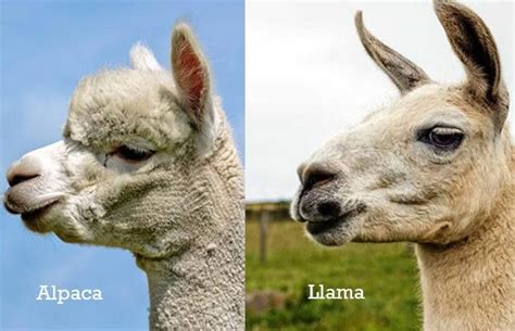 Learn The Basics Alpaca Farming In New Zealand