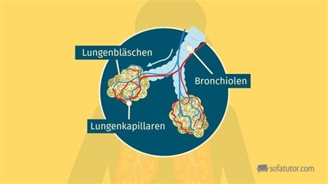 Atmungsorgane Weg Der Atemluft Definition Zusammenfassung Easy