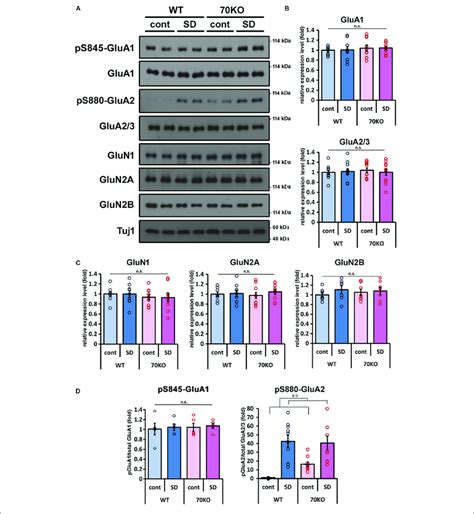phosphorylation level  glua  elevated  response  sd stress