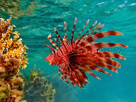 BioTic Peixe leão Uma ameaça a vida marinha