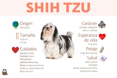 Perro Shih Tzu Características Carácter Y Cuidados Con Fotos