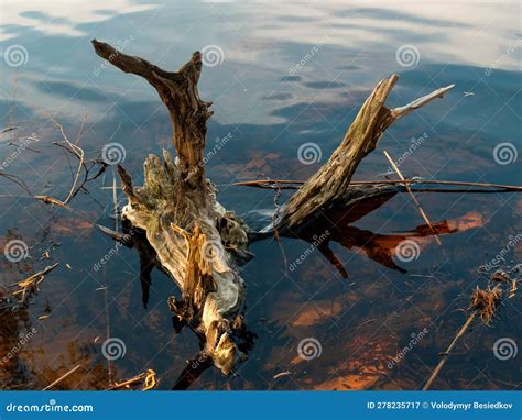 Bizarre Creations Of Nature Stock Image Image Of Snag Bizarre 278235717