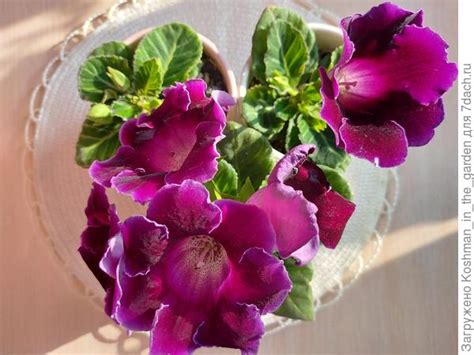 Глоксиния: от посева до цветения. Фото