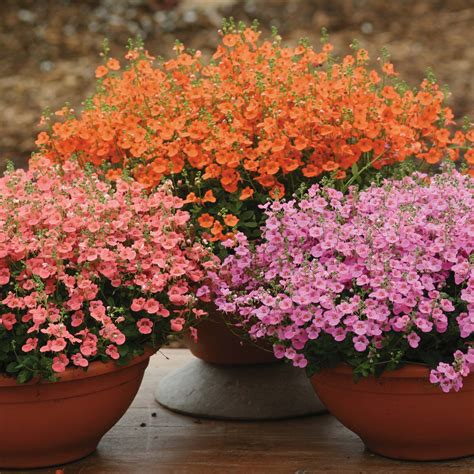 Winter Bedding Plants For Containers - Mbi Garden Plant