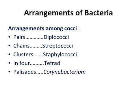 Bacterial Structure Function Genetics Prof Hanan Habib College