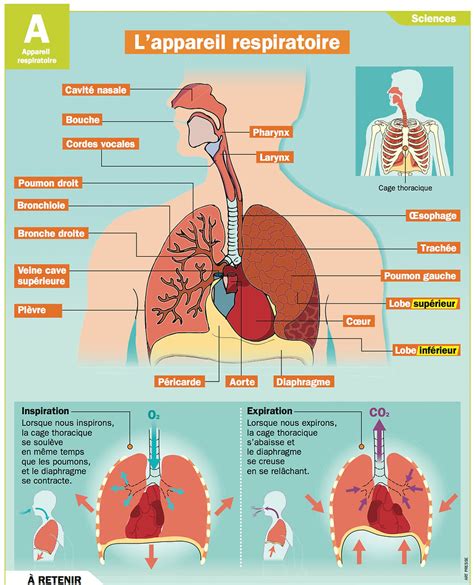 Respiration Humaine Svt College