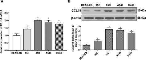 Ccl18 Expression In Nsclc Cells A Rt Qpcr Analysis Of Ccl18 Mrna