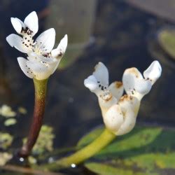 Water Hawthorn Aponogeton Distachyos