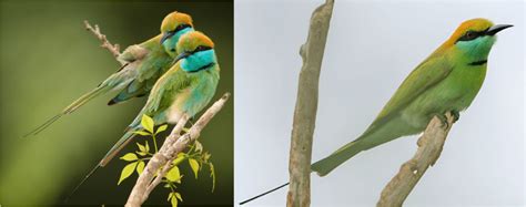 20 Common Types Of Birds Found In Bangladesh Nature Blog Network