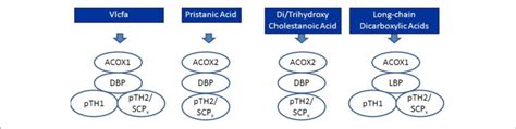 | Schematic diagram depicting the peroxisomal enzymes involved in the ...