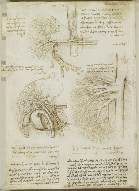 Leonardo Da Vinci Anatomy