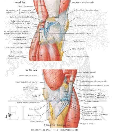 Lateral Knee Anatomy