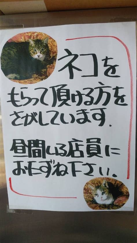 緊急里親募集！ 富士見市内tnr活動♪富士見さくらねこ応援団