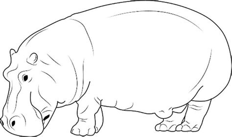 Hipopotamo Desenho Para Colorir - Desenhos de Hipopótamo para Colorir e Imprimir