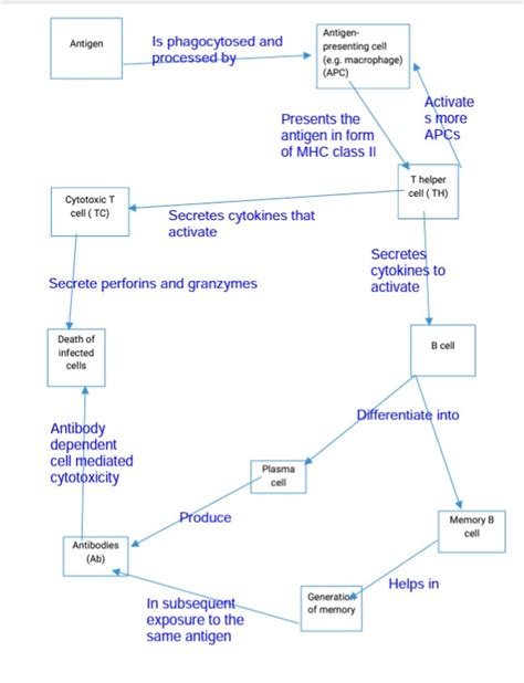 [Solved] Draw concept map of the adaptive immune system using words ...