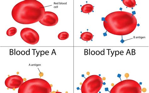 Blood group types, Amazing facts you need to know by the American Red Cross - Frank Talk ...