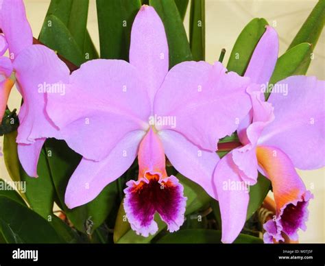 Cattleya Percivaliana Tipo Summit Stock Photo Alamy