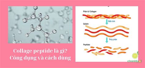 Collagen Peptide là gì Công dụng và cách dùng cho làn da