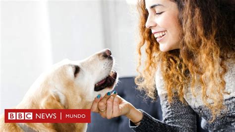 Pueden Los Perros Contraer El Virus De La Enfermedad De Los Humanos