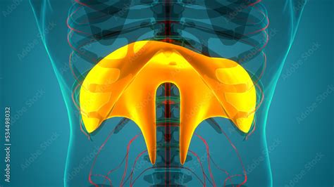 Human Respiratory System Diaphragm Anatomy Stock Illustration | Adobe Stock