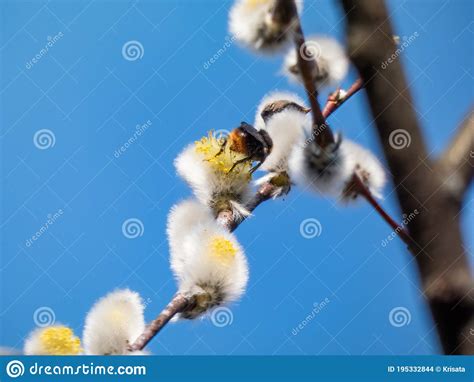 Bumblebee Extracting Pollen From A Blossoming Pussy Willow In Early