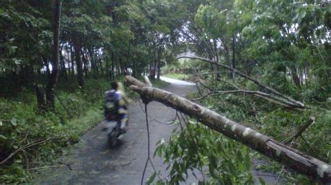 Bpbd Himbau Warga Tebang Pohon Besar