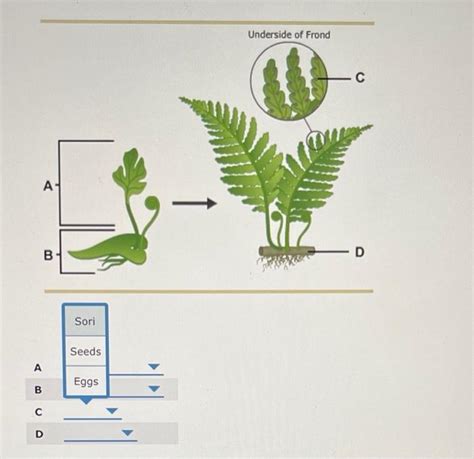 Solved The Seedless Vascular Plants Not Only Include Chegg