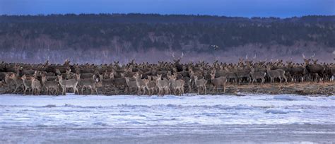 February 2021 Hokkaido Birding Wildlife - JAPAN DREAMSCAPES