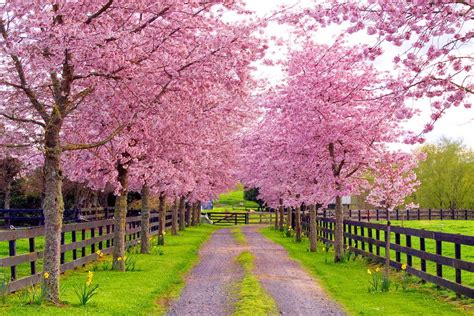 Spring Country Wallpaper Backgrounds Wallpapersafari