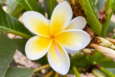 All About Nicaragua's National Flower: The Sacuanjoche