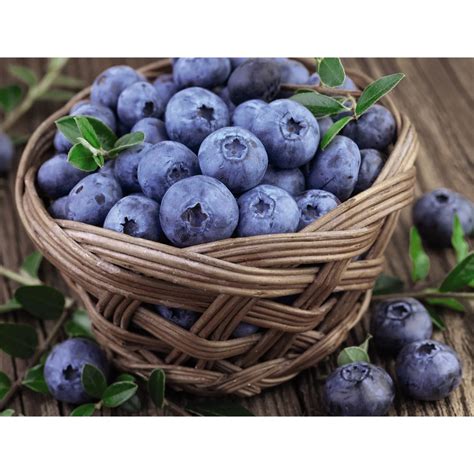 Thompson Morgan Blueberry Collection Cm X Of Each Qvc Uk