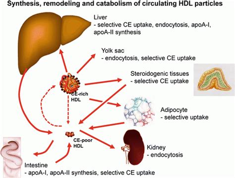 Apoproteins and Cell Surface Receptors Regulating Lipoprotein ...