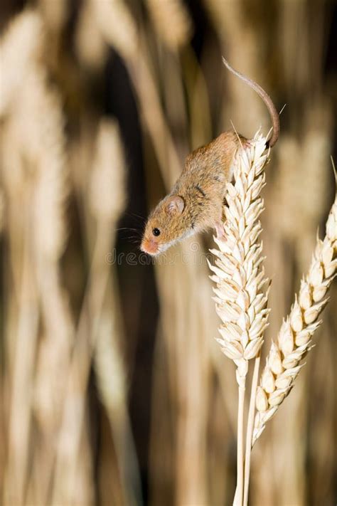 A Harvest Mouse in Its Natural Habitat Stock Image - Image of pest ...