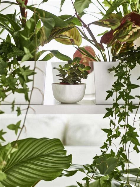 An Insider's Guide to Getting First Dibs on the Best Ikea Houseplants ...