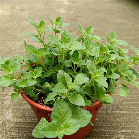 [plantopia] Oregano Mint Plant Edible Herbs Live Plant Pokok Herba Hidup Lazada