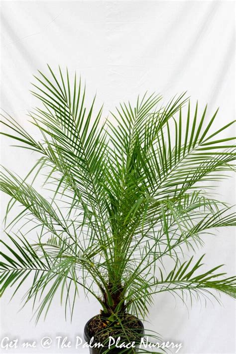 Phoenix Roebelenii Dwarf Date Palm Miniature Date Palm