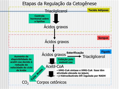 Produ O De Corpos Cetonicos Librain