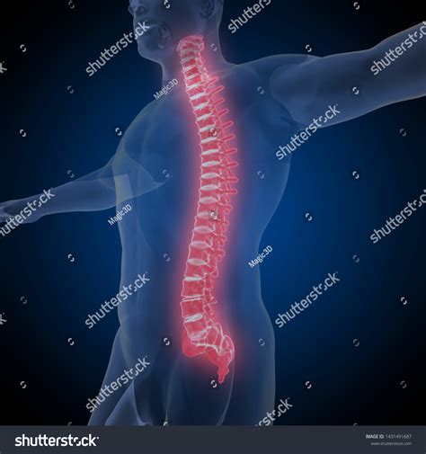 human backbone  renderingit composed  stock illustration