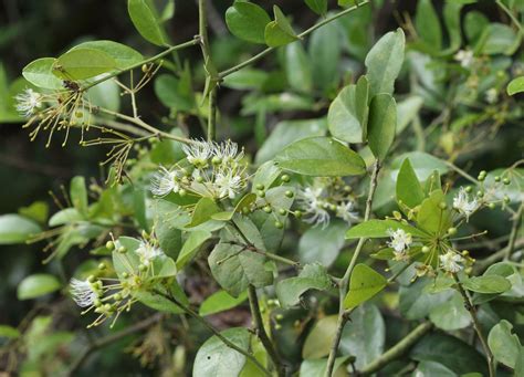 Capparis Sepiaria L Plants Of The World Online Kew Science