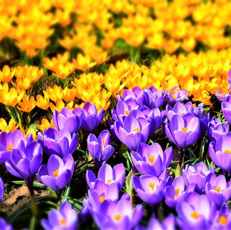 Crocus Bulbs for Sale – Easy To Grow Bulbs