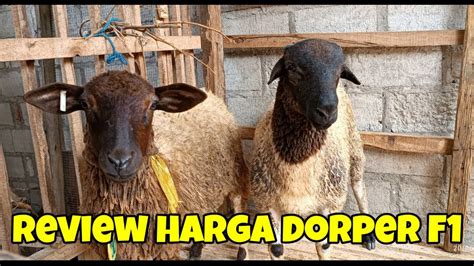 Review Harga Domba Dorper Dan Texel Di Kandang Kurawa Farm Kediri Youtube