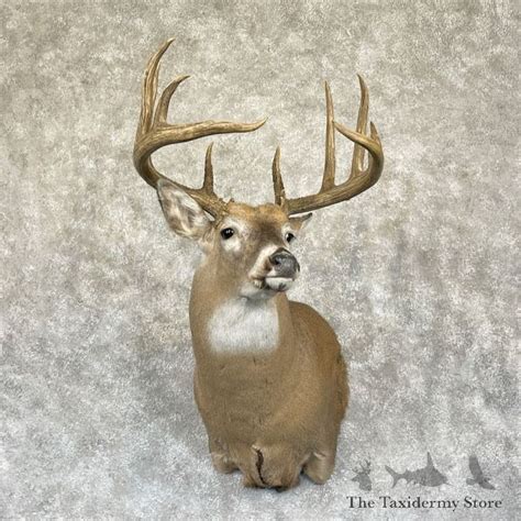 Whitetail Deer Shoulder Mount For Sale #28271 - The Taxidermy Store